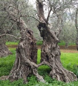Ancient Olive Trees, still produce olives