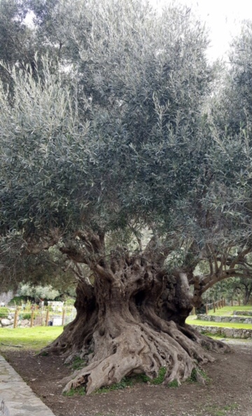 Olive Tree 2.200 Years Old In East Crete