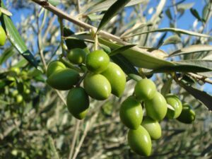 Olive Tree Branch approx 2 Months before Harvesting