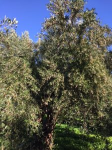 Olive Trees Ready For Harvesting (Agios Nikolaos Crete)