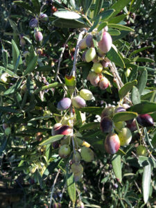 Olives-Ready-for-Harvesting
