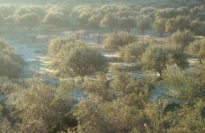 Our Olive Trees Covered With Hoarfrost