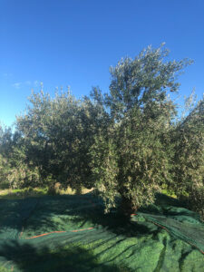 The paved nets under the olive trees for the olive picking